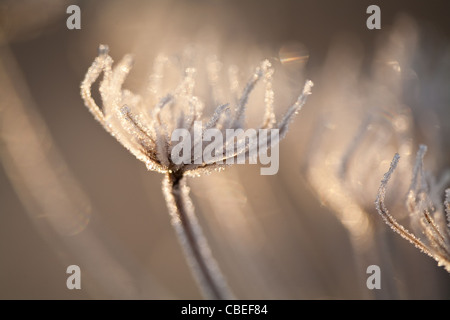 Soleil matinal sur le givre écossais Royaume-Uni Banque D'Images