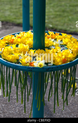 Jonquilles printemps réunis par les enfants dans un parc Montrose Ecosse UK Banque D'Images