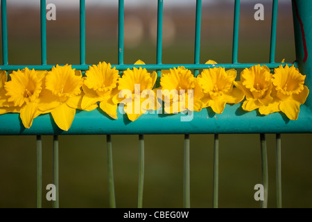 Jonquilles printemps réunis par les enfants dans un parc Montrose Ecosse UK Banque D'Images