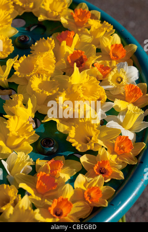 Jonquilles printemps réunis par les enfants dans un parc Montrose Ecosse UK Banque D'Images