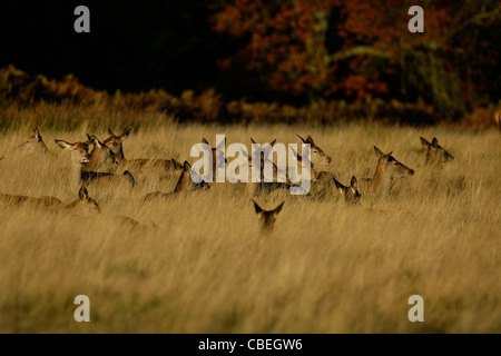 Jeune cerf sur Richmond Park à Londres. Photo par James Boardman. Banque D'Images