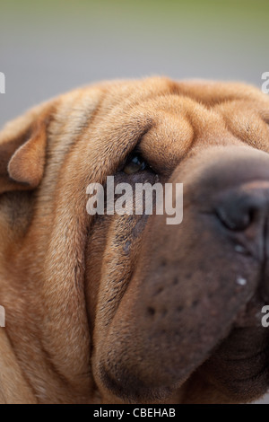 Shar Pei .race de chien. Banque D'Images