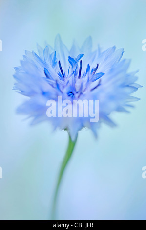Centaurea cyanus, bleuet, fleur bleue sous réserve, sur fond bleu. Banque D'Images