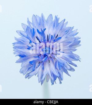 Centaurea cyanus, bleuet, fleur bleue sous réserve, sur fond bleu. Banque D'Images