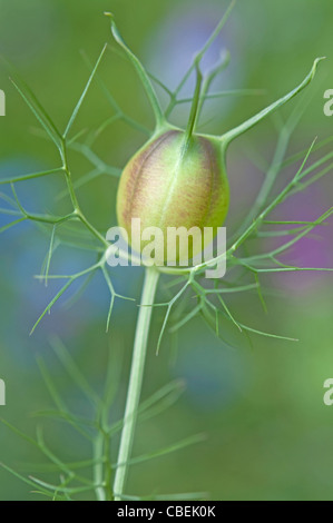 Nigella damascena, amour-dans-un-mist, Vert capitule sous réserve. Banque D'Images