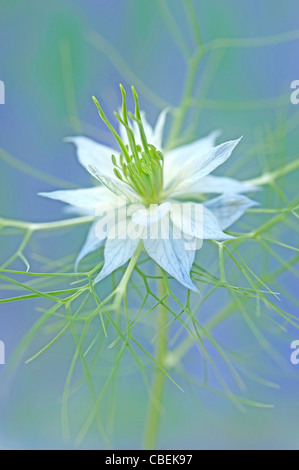 Nigella damascena, amour-dans-un-mist, blanc fleur sujet. Banque D'Images