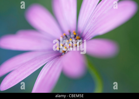 Ostéospermum Cultivar, Cape daisy, sous réserve de fleurs de mauve. Banque D'Images