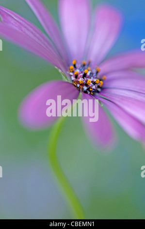 Ostéospermum Cultivar, Cape daisy, sous réserve de fleurs de mauve. Banque D'Images