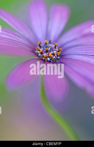 Ostéospermum Cultivar, Cape daisy, sous réserve de fleurs de mauve. Banque D'Images