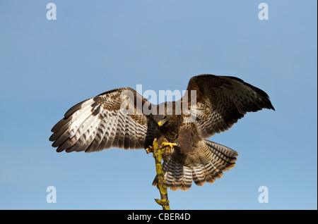 Buse variable (Buteo buteo) atterrissage sur une branche avec ciel bleu Banque D'Images