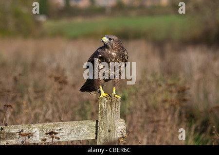 Buse variable (Buteo buteo) perché sur un vieux panneau en bois dans un champ Banque D'Images