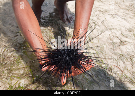 Un homme est titulaire d'un oursin à partir de l'Océan Indien à Bamburi Beach, Mombasa, Kenya Banque D'Images