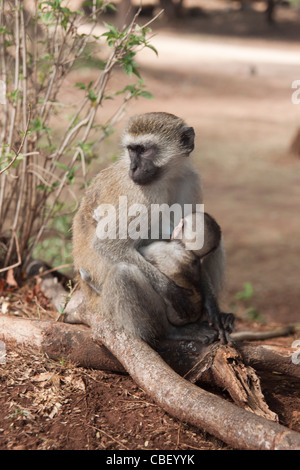 Un singe tenant un bébé à Mombasa, au Kenya. Banque D'Images