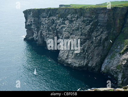 Les falaises impressionnantes de la noupe de Noss, Shetland un important site de nidification Gannet, îles Shetland. 7754 SCO Banque D'Images