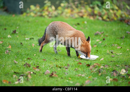 Red Fox de banlieue de manger la nourriture pour chien sur une pelouse de jardin à Londres, Royaume-Uni Banque D'Images