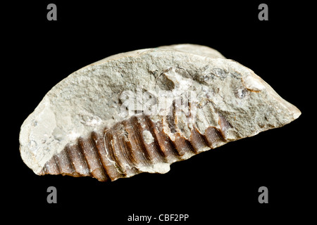 Fossiles de gastéropodes (Turritella) Banque D'Images