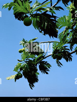 L'arbre à pain (Artocarpus altilis) Ulu Photo Stock - Alamy