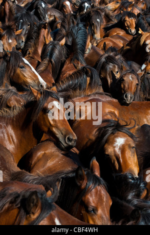 Chevaux sauvages rassemblés dans l'arène bondée pendant la RAPA DAS BESTAS (Cisaillement des bêtes) festival dans Torroña, Espagne. Banque D'Images