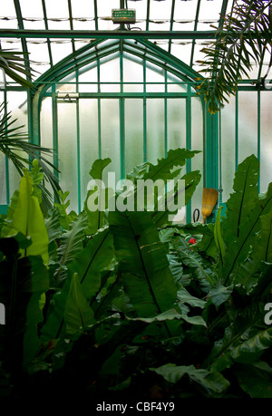 Les serres d'Auteuil's garden, Aperçu des palmiers dans la serre, l'intrus. Tout doit aller brosser str Banque D'Images