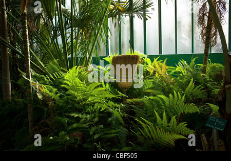Les serres d'Auteuil's garden, Aperçu des palmiers dans la serre, l'intrus. Pour être poursuivi. Banque D'Images
