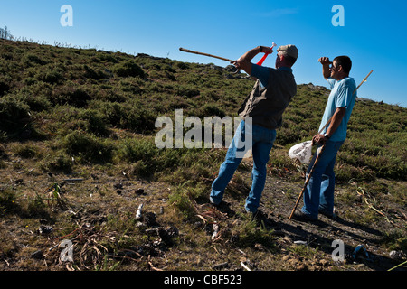 Les villageois regarder dehors pour les troupeaux de chevaux sauvages avant la RAPA DAS BESTAS (Cisaillement des bêtes) festival dans Torroña, Espagne. Banque D'Images