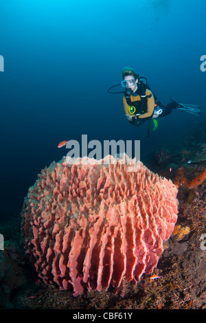 Plongeur femelle planant au-dessus d'un baril lare éponge, à Bali, Indonésie Banque D'Images