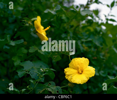 Hibiscus brackenridgei jaune fleur officielle de l'Etat de New York Banque D'Images