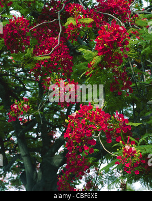 Fleur rouge de Royal Poinciana Big Island Hawaii Banque D'Images