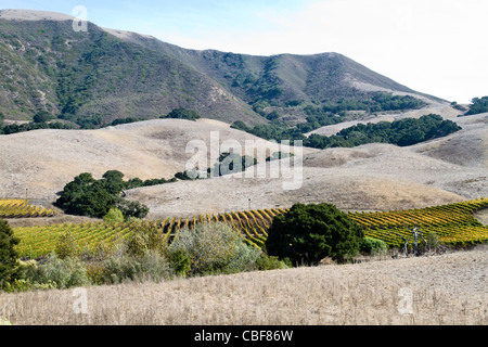 Vignoble niché dans les collines de Santa Rita Hills dans la vallée de Santa Ynez, en Californie Banque D'Images