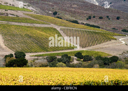 Vignobles de Santa Ynez Valley, Californie Banque D'Images