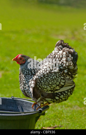 Silver-lacé Wyandotte Poule Bantam (Gallus gallus). Perché sur un seau à propos de boire. Banque D'Images