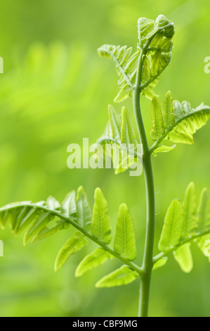 Osmunda regalis, Fern leaf Green, sous réserve, fond vert. Banque D'Images