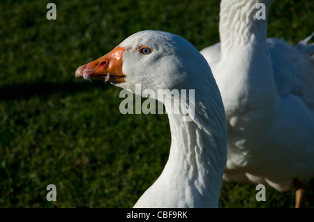 Portrait d'une oie blanche, avec des yeux bleus perçants. Banque D'Images