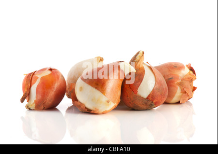 Plusieurs bulbes à fleurs tulipes isolé sur fond blanc Banque D'Images