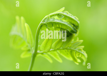 Osmunda regalis, Fern leaf Green, sous réserve, fond vert. Banque D'Images