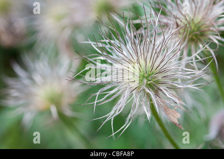 Pulsatilla vulgaris, Pasque flower, gris sujet. Banque D'Images