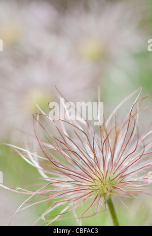 Pulsatilla vulgaris, Pasque flower, gris sujet. Banque D'Images