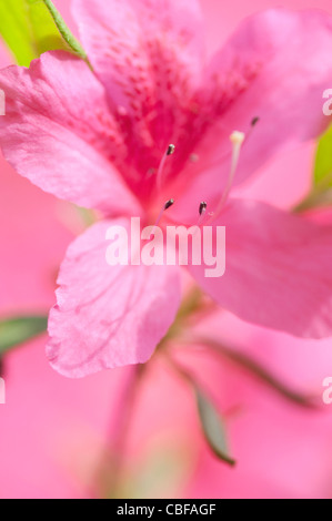 Rhododendrons, Azalées, fleur rose pétales et étamines. Banque D'Images