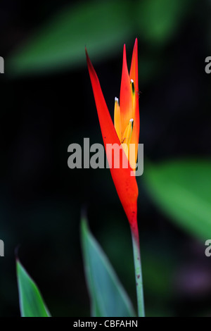 Heliconia flower de l'Inde Banque D'Images