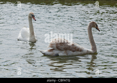 Le Cygne tuberculé (Cygnus olor). Les oiseaux plus âgés en arrière-plan venant de l'avant et dominant, les jeunes oiseaux immatures va avant droite. Banque D'Images