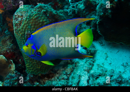 Lit Queen Angelfish (Holacanthus ciliaris), Bonaire, Antilles néerlandaises, Amérique Banque D'Images