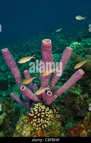 Cuisinière-éponge Aplysina archeri (tuyau), Bonaire, Antilles néerlandaises, Amérique Banque D'Images