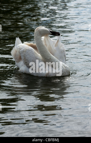 Mute Swan (Cygnus olor). Les oiseaux immatures, lissage, tandis que la natation. Banque D'Images