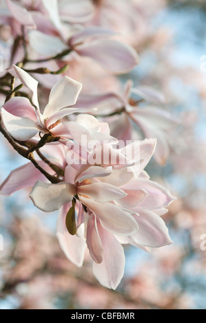 Magnolia sprengeri Diva, Magnolia, Rose fleurs Banque D'Images