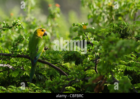 Perruche des Caraïbes ou Brown-throated Parakeet (Aratinga pertinax xanthogenia), Bonaire, Antilles néerlandaises, Amérique Banque D'Images