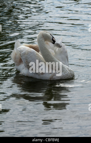 Mute Swan (Cygnus olor). Les oiseaux immatures, lissage, tandis que la natation. Banque D'Images