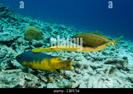 Cochons espagnol (Bodianus rufus), Poissons-Trompette (Aulostomus maculatus), & Bar Jack (Caranx ruber), Bonaire, Caraïbes Banque D'Images