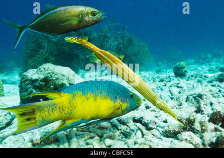 Cochons espagnol (Bodianus rufus), Poissons-Trompette (Aulostomus maculatus), & Bar Jack (Caranx ruber), Bonaire, Caraïbes Banque D'Images