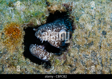 Murène (Muraena retifera réticulé), Bonaire, Antilles néerlandaises, Amérique Banque D'Images