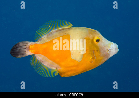 Whitespotted Cantherhines (Phase Orange Balistes macrocerus), Bonaire, Antilles néerlandaises, Amérique Banque D'Images